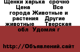 Щенки харька! срочно. › Цена ­ 5 000 - Все города Животные и растения » Другие животные   . Тверская обл.,Удомля г.